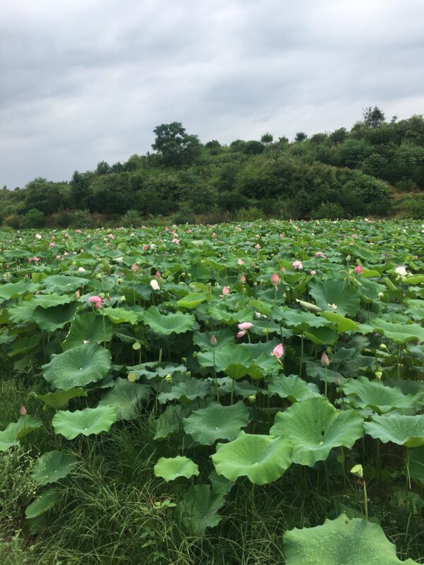 品质莲的生长环境 - 图片 6