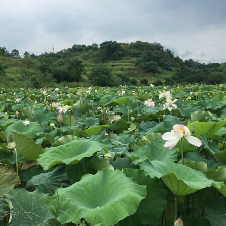 品质莲的生长环境